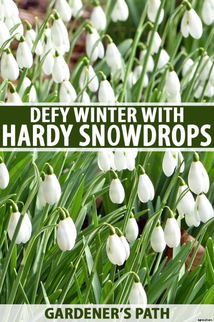 How to Grow Hardy Snowdrops