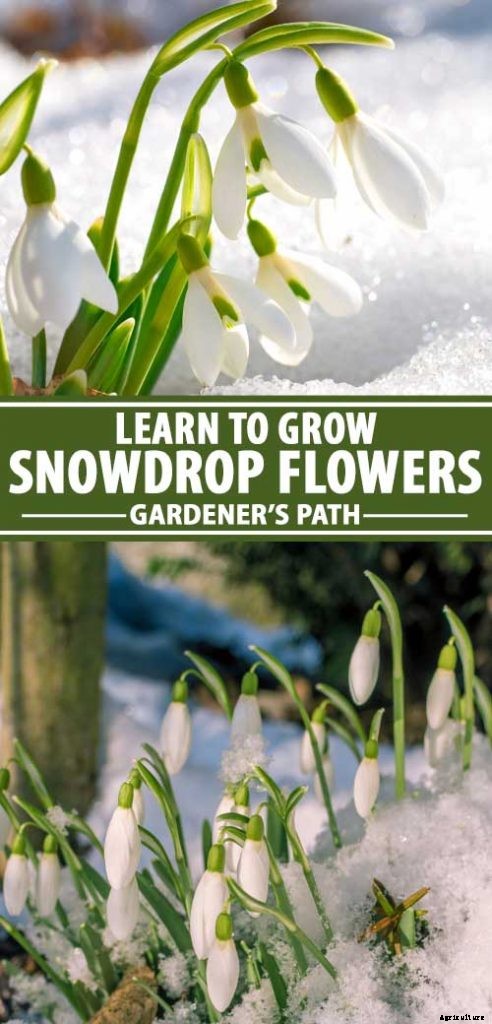 How to Grow Hardy Snowdrops