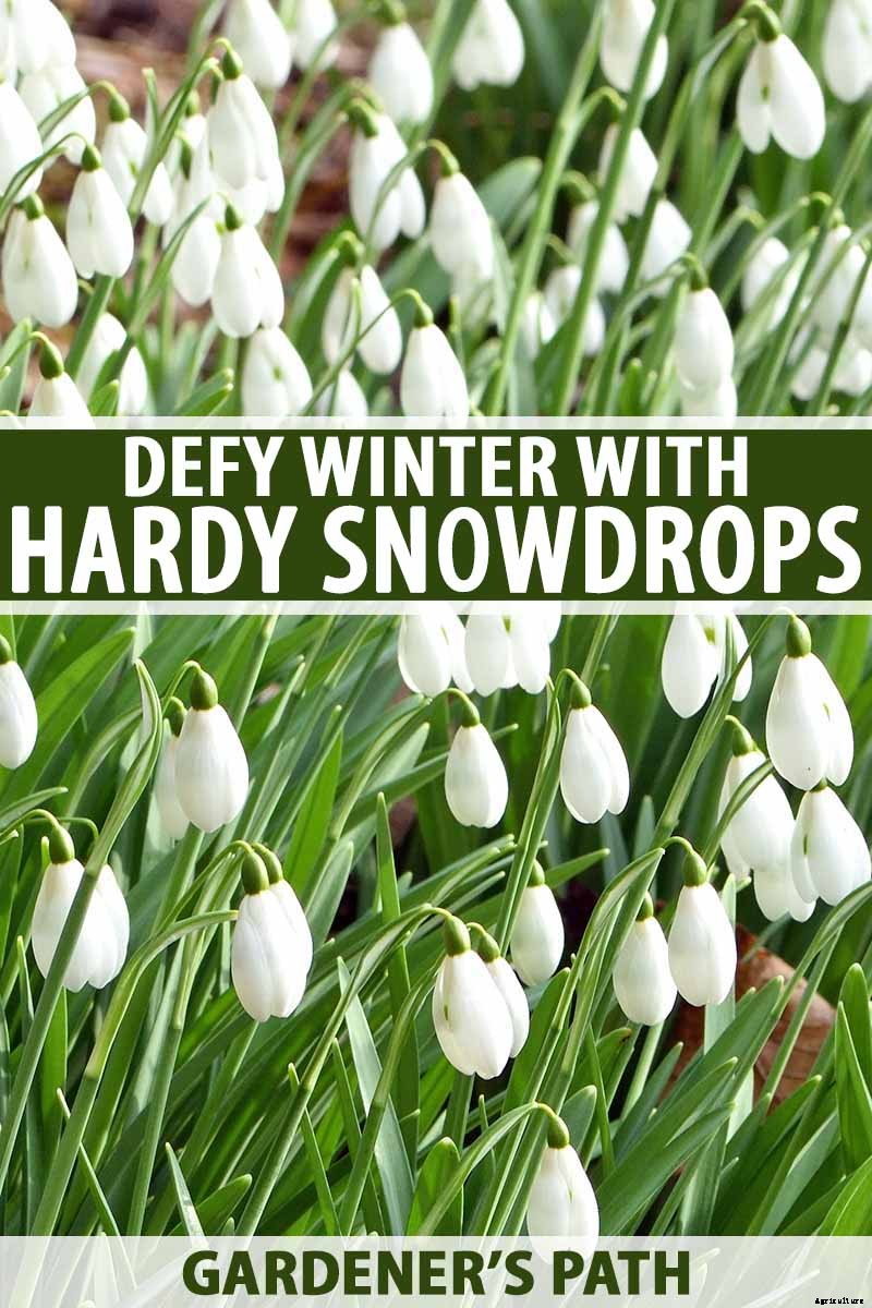 How to Grow Hardy Snowdrops