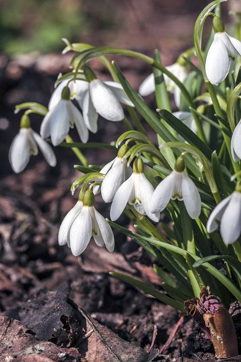 How to Grow Hardy Snowdrops