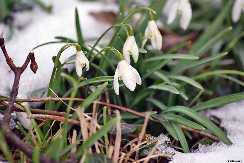 How to Grow Hardy Snowdrops