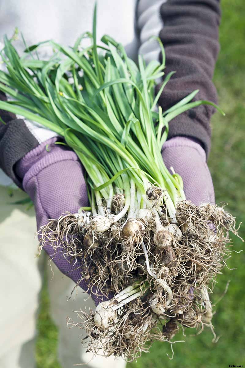 How to Grow Hardy Snowdrops