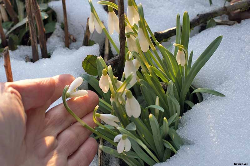 How to Grow Hardy Snowdrops