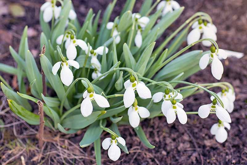 How to Grow Hardy Snowdrops