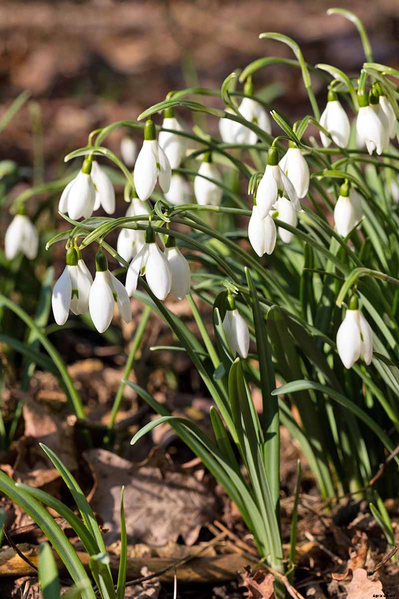 How to Grow Hardy Snowdrops