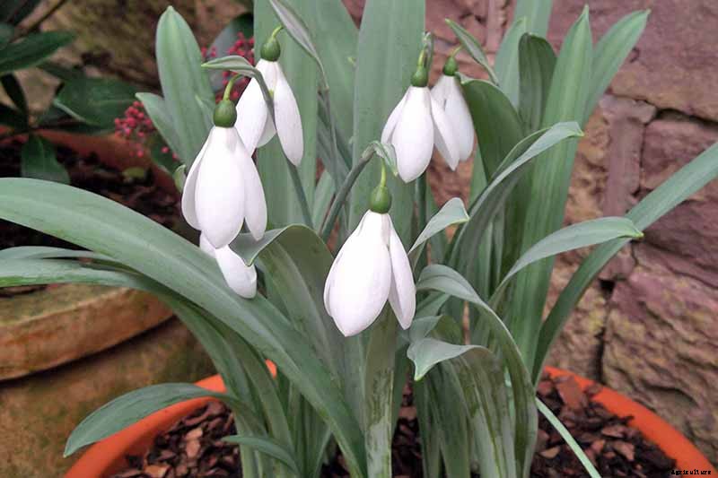 How to Grow Hardy Snowdrops