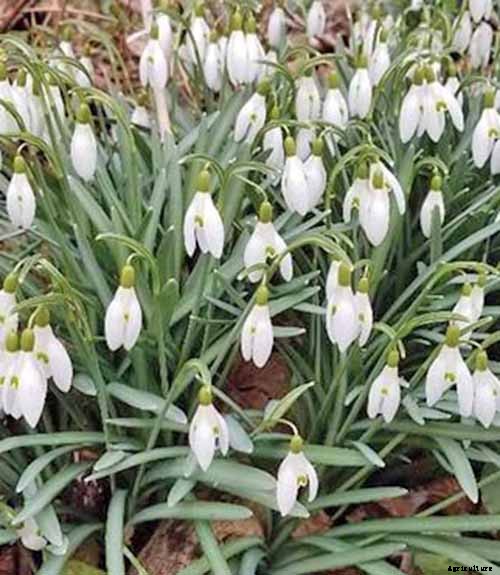 How to Grow Hardy Snowdrops