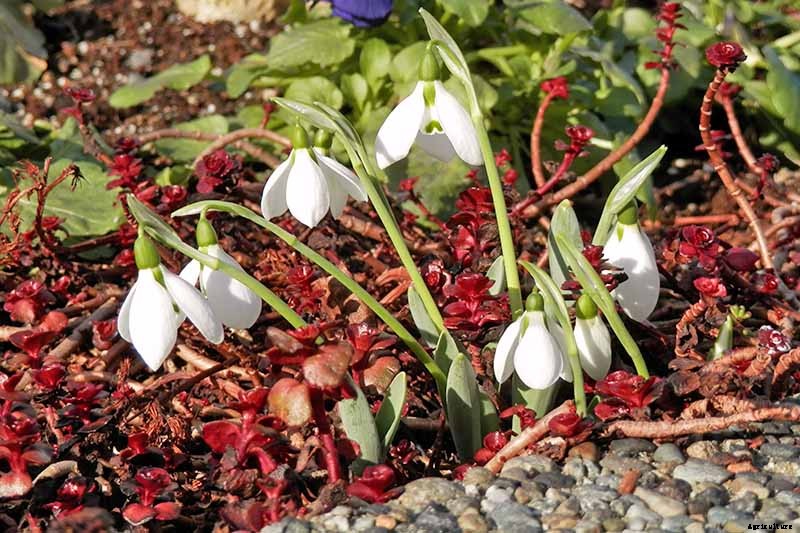 How to Grow Hardy Snowdrops