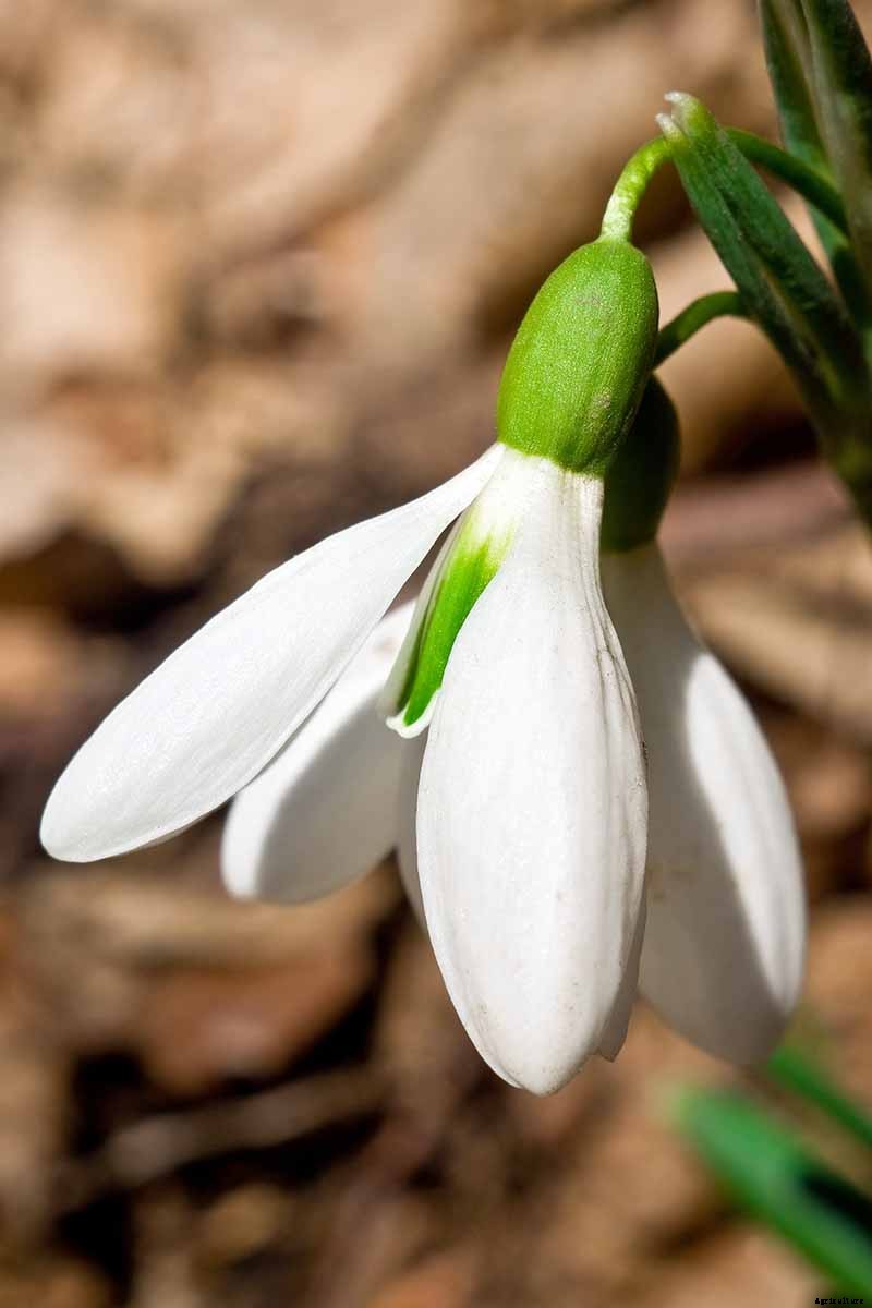 How to Grow Hardy Snowdrops