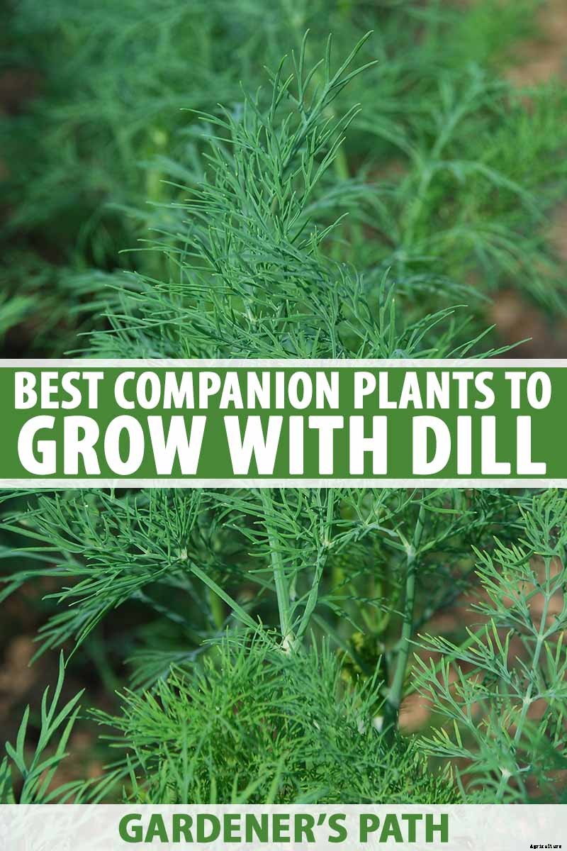 The Best Companion Plants to Grow with Dill