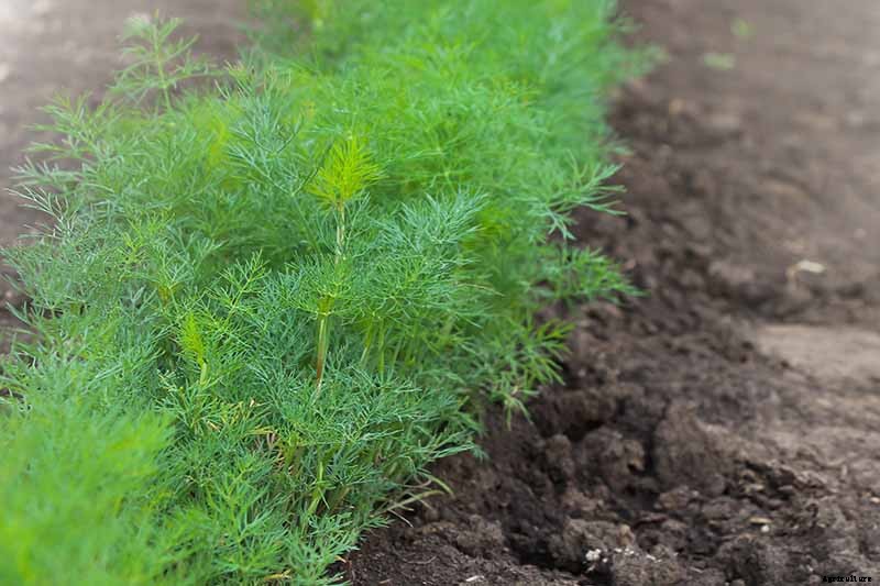 The Best Companion Plants to Grow with Dill