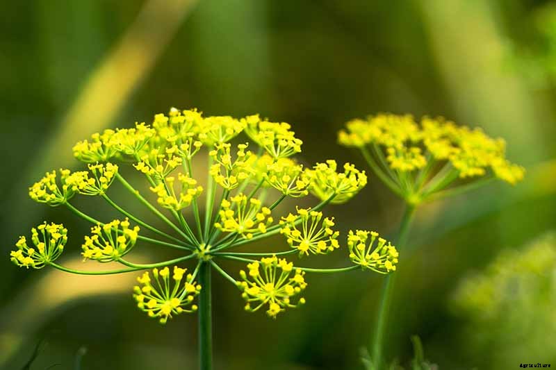 The Best Companion Plants to Grow with Dill