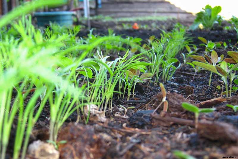 The Best Companion Plants to Grow with Dill