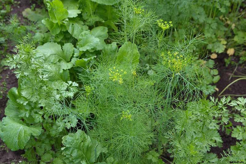 The Best Companion Plants to Grow with Dill