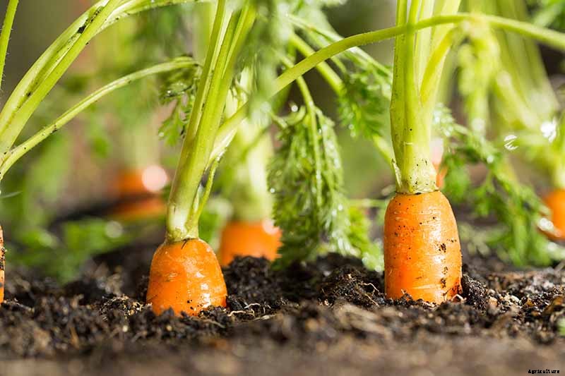 The Best Companion Plants to Grow with Dill