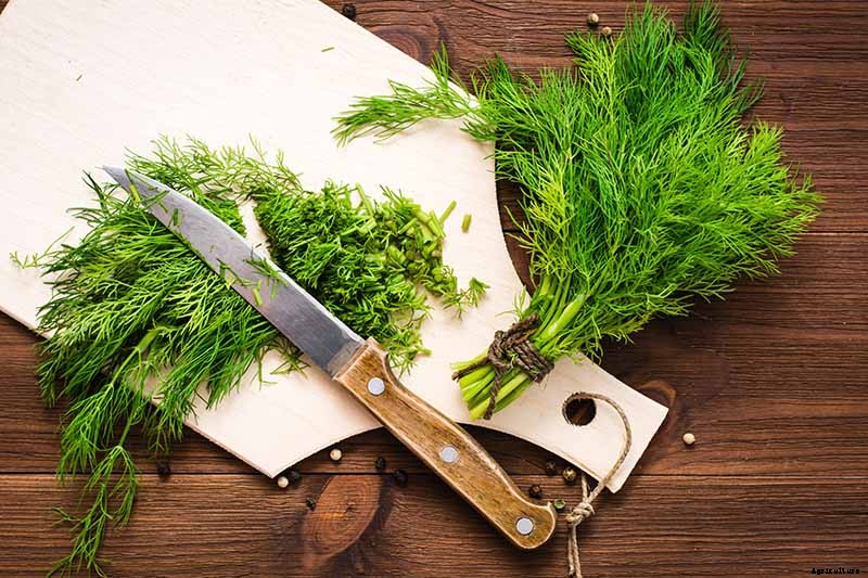 The Best Companion Plants to Grow with Dill