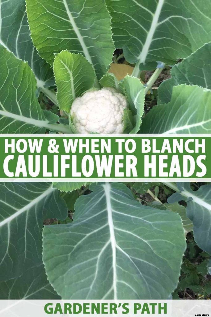 When and How to Blanch Maturing Cauliflower Heads