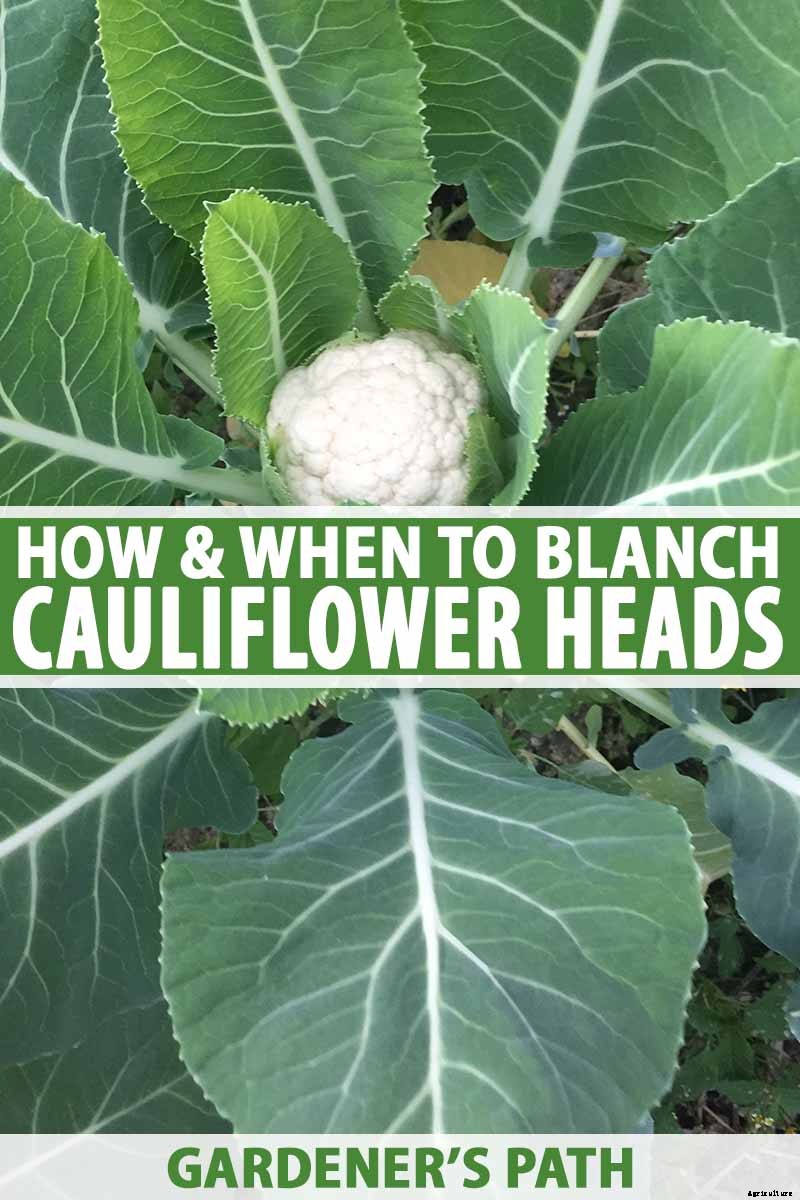 When and How to Blanch Maturing Cauliflower Heads