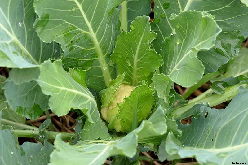 When and How to Blanch Maturing Cauliflower Heads