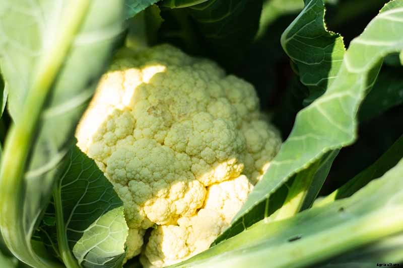 When and How to Blanch Maturing Cauliflower Heads