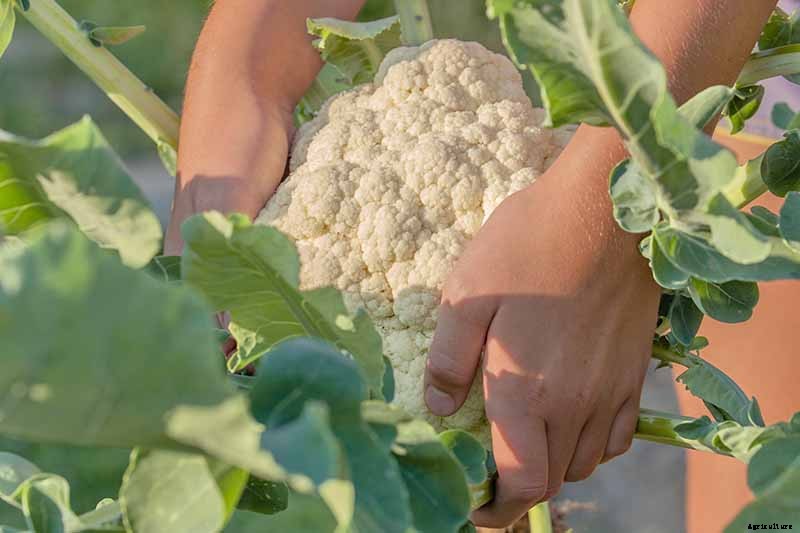 When and How to Blanch Maturing Cauliflower Heads