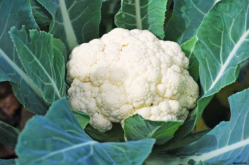 When and How to Blanch Maturing Cauliflower Heads