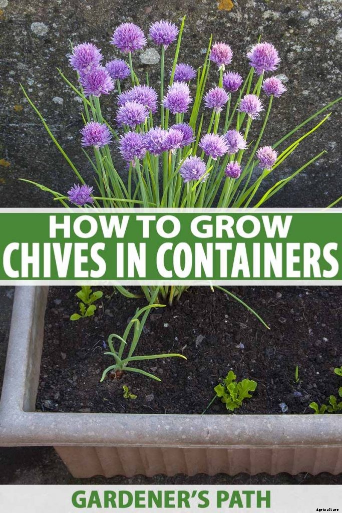 How to Grow Chives in Containers