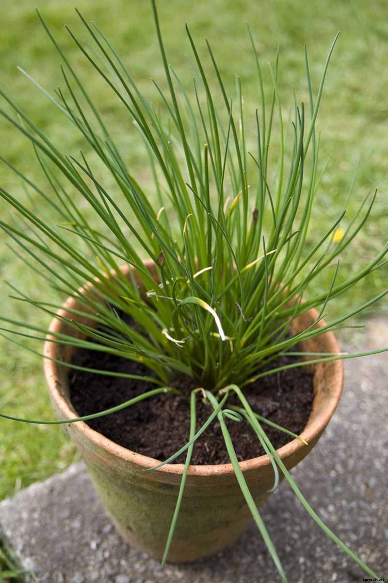 How to Grow Chives in Containers