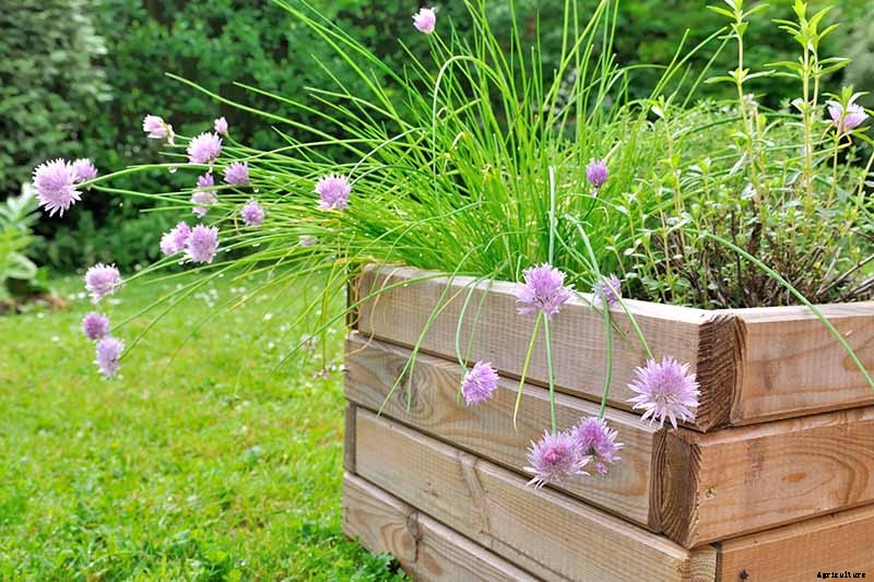 How to Grow Chives in Containers