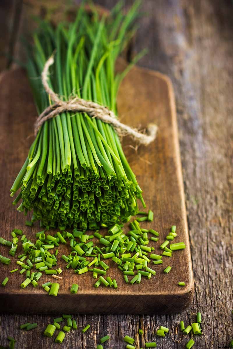 How to Grow Chives in Containers