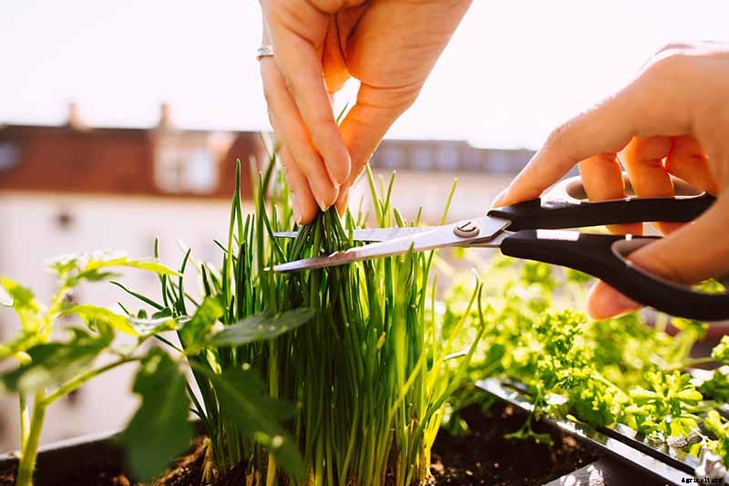 How to Grow Chives in Containers