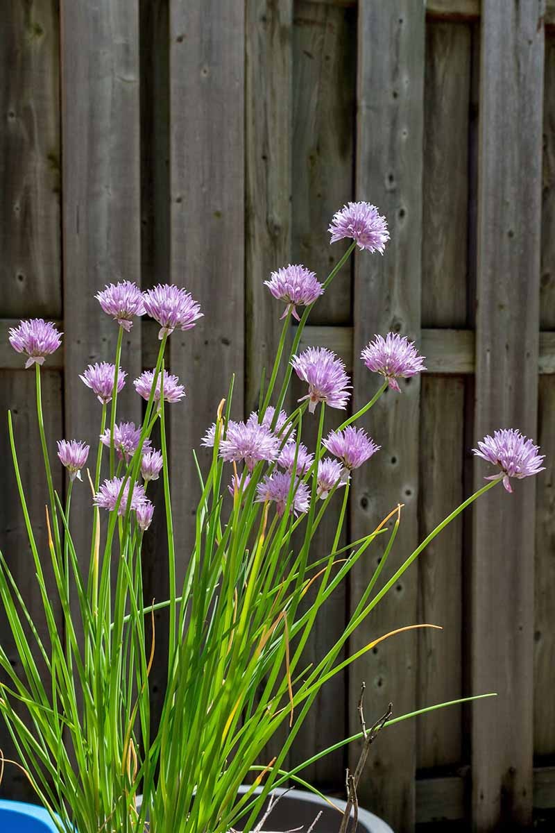 How to Grow Chives in Containers