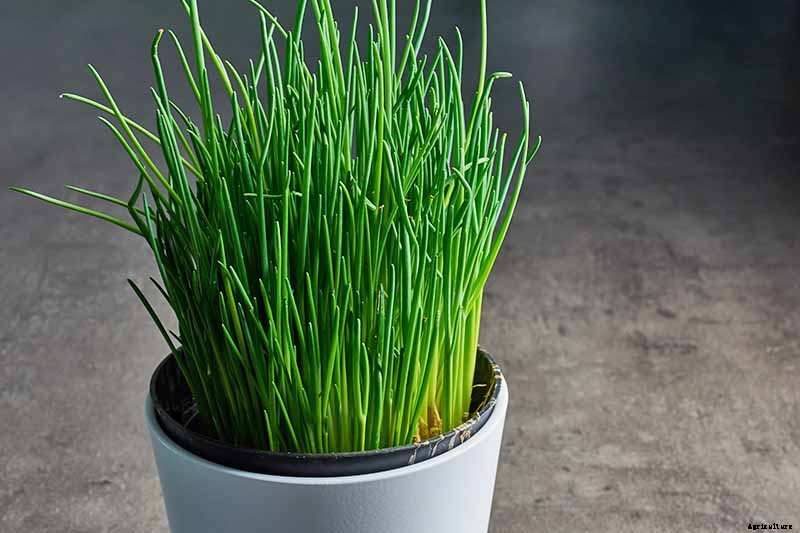 How to Grow Chives in Containers