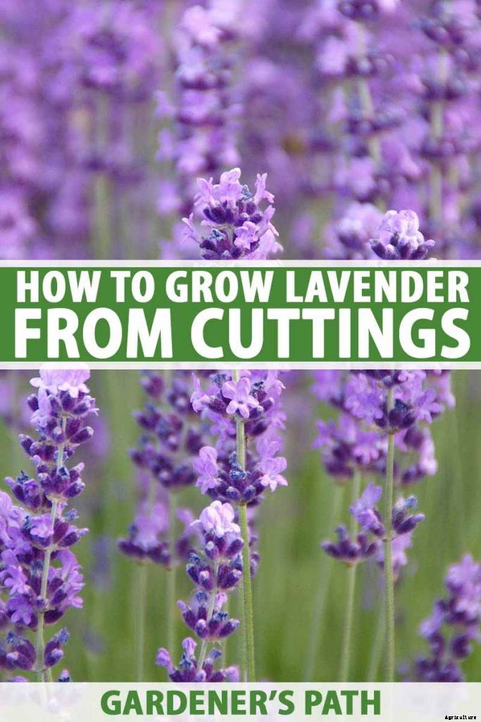 How to Grow Lavender from Cuttings