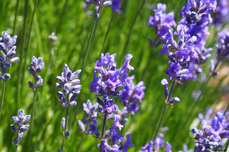 How to Grow Lavender from Cuttings
