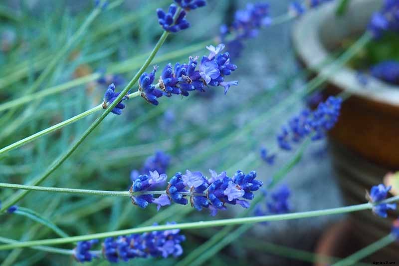 How to Grow Lavender from Cuttings