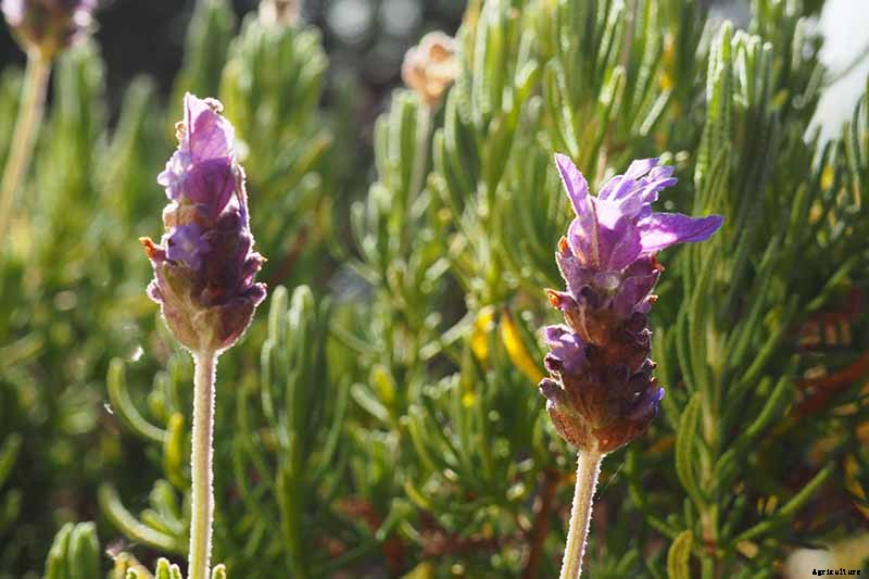 How to Grow Lavender from Cuttings
