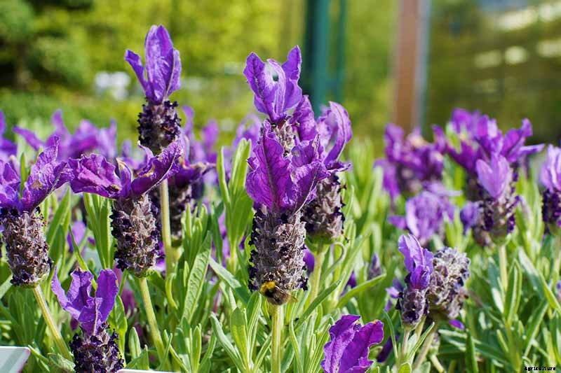 How to Grow Lavender from Cuttings