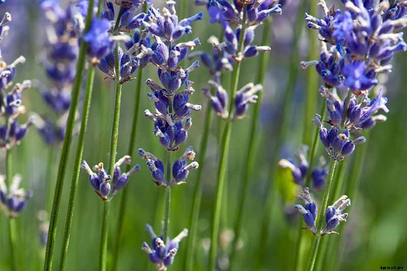 How to Grow Lavender from Cuttings