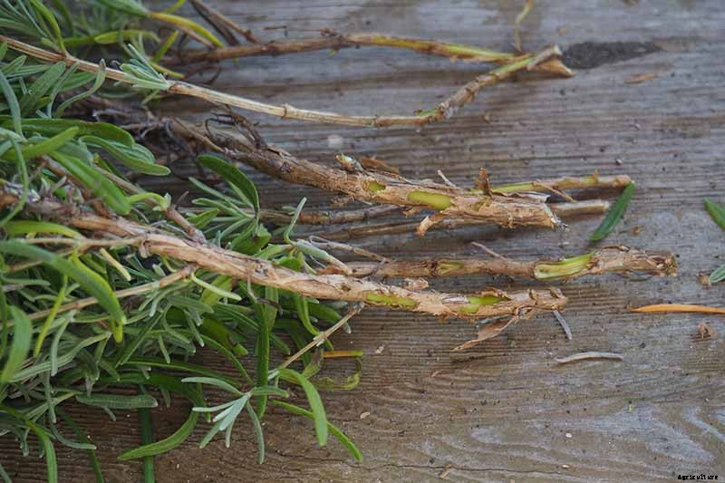 How to Grow Lavender from Cuttings