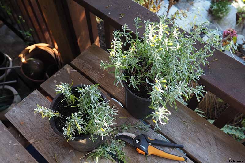 How to Grow Lavender from Cuttings