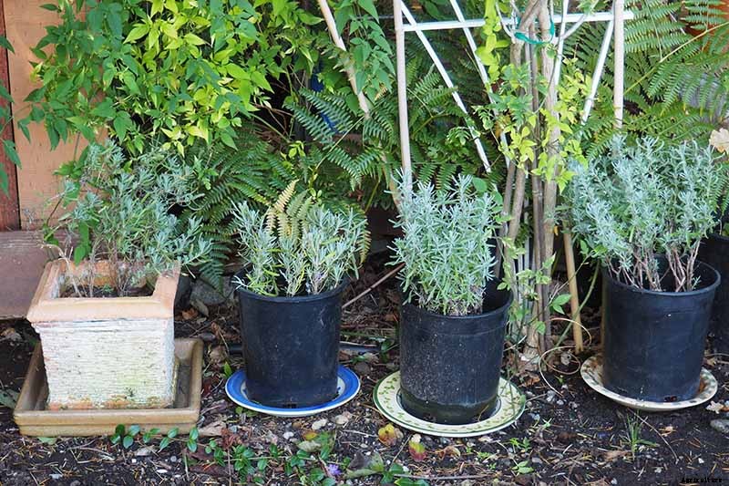 How to Grow Lavender from Cuttings