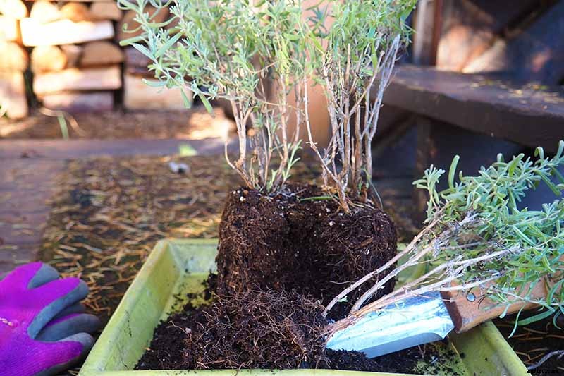 How to Grow Lavender from Cuttings