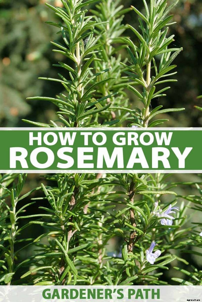 Rosemary: How to Grow This Classic Garden Herb