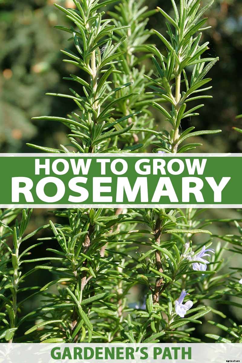 Rosemary: How to Grow This Classic Garden Herb