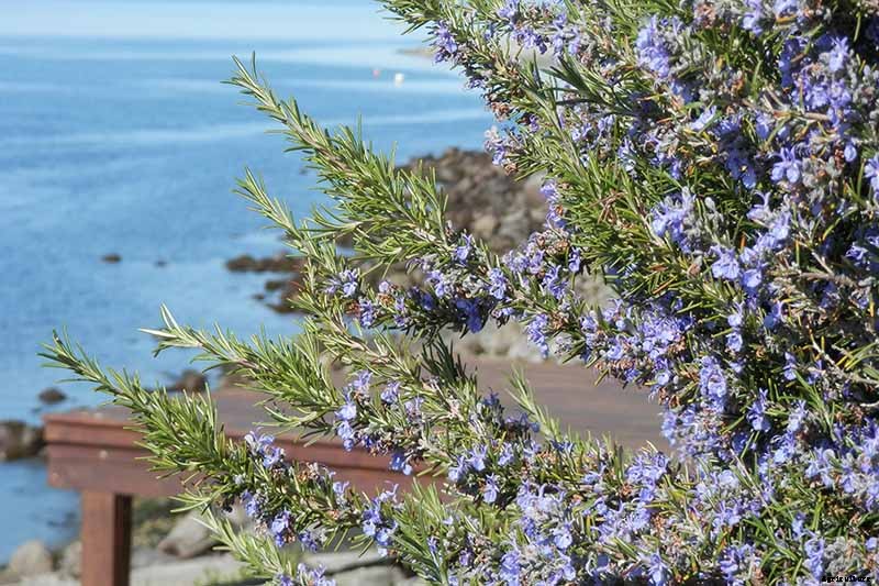Rosemary: How to Grow This Classic Garden Herb