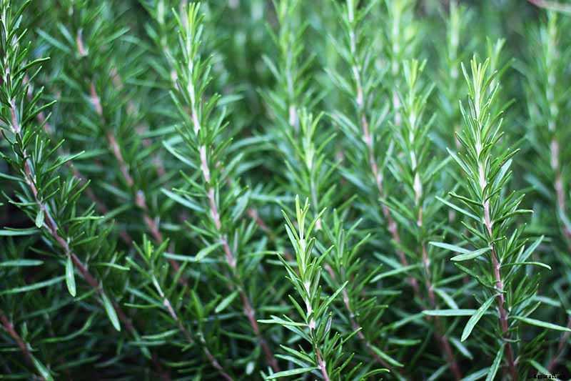 Rosemary: How to Grow This Classic Garden Herb