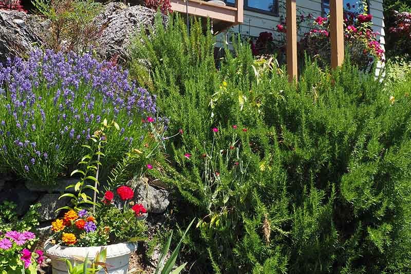 Rosemary: How to Grow This Classic Garden Herb