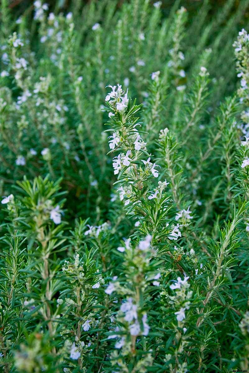 Rosemary: How to Grow This Classic Garden Herb