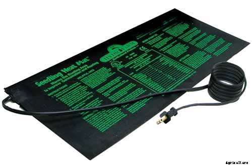 Rosemary: How to Grow This Classic Garden Herb